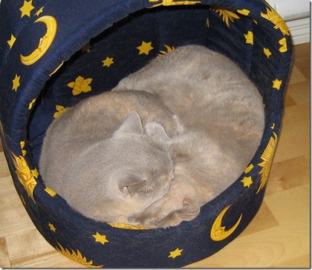 Nyströms katter